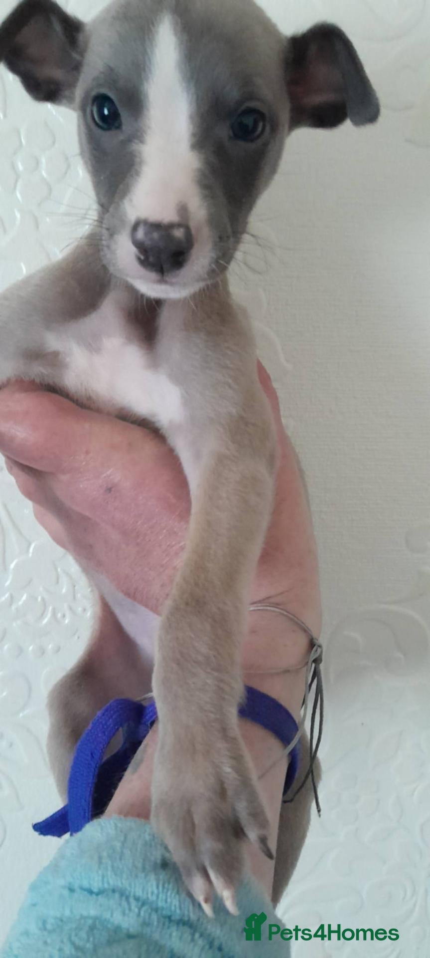Whippet dogs Whipped pups 3 boys left  - Advert 4