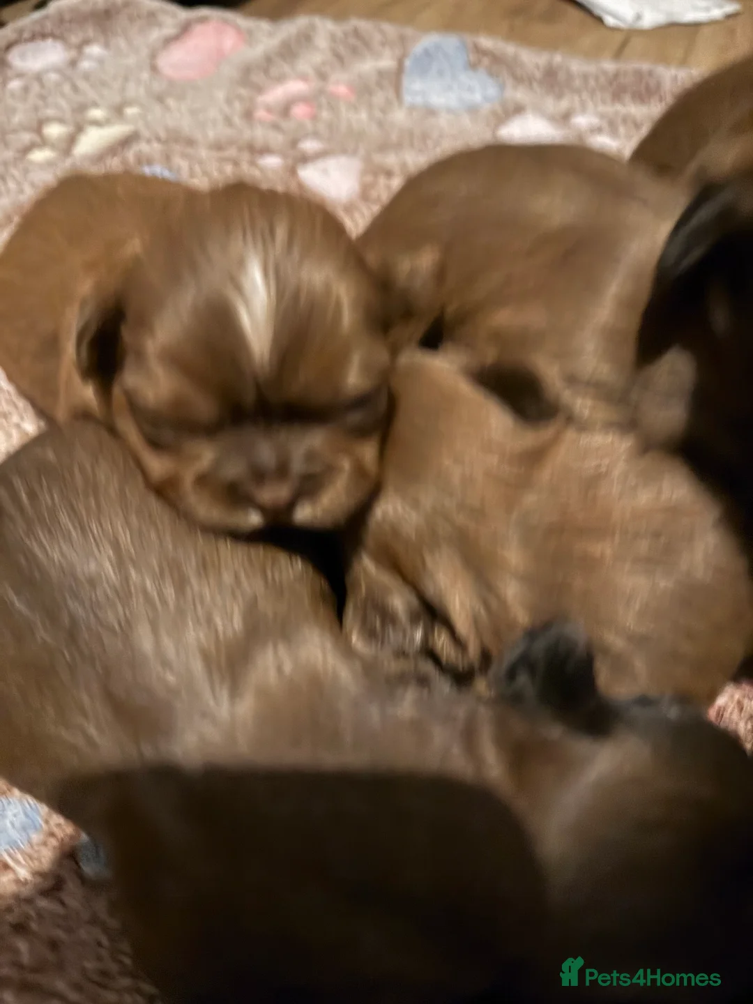 Shih Tzu dogs for sale: Chocolate Shihtzu puppies  - Advert 5