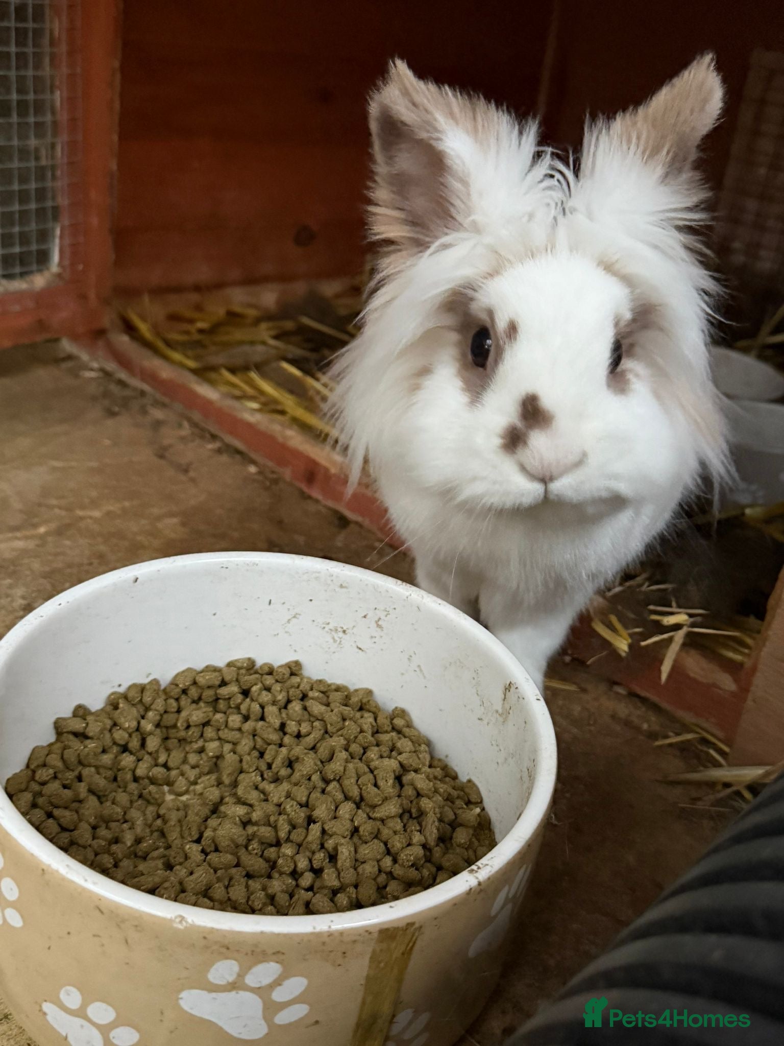 Mixed Breed rabbits Bonded pair need rehoming must go together.  - Advert 1