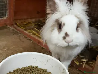 Mixed Breed rabbits Bonded pair need rehoming must go together. - Advert 1
