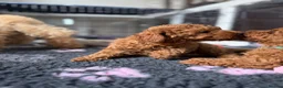 Toy Poodle dogs for sale: KC Registered Toy Poodle Puppies – DNA Clear,  - Advert 31
