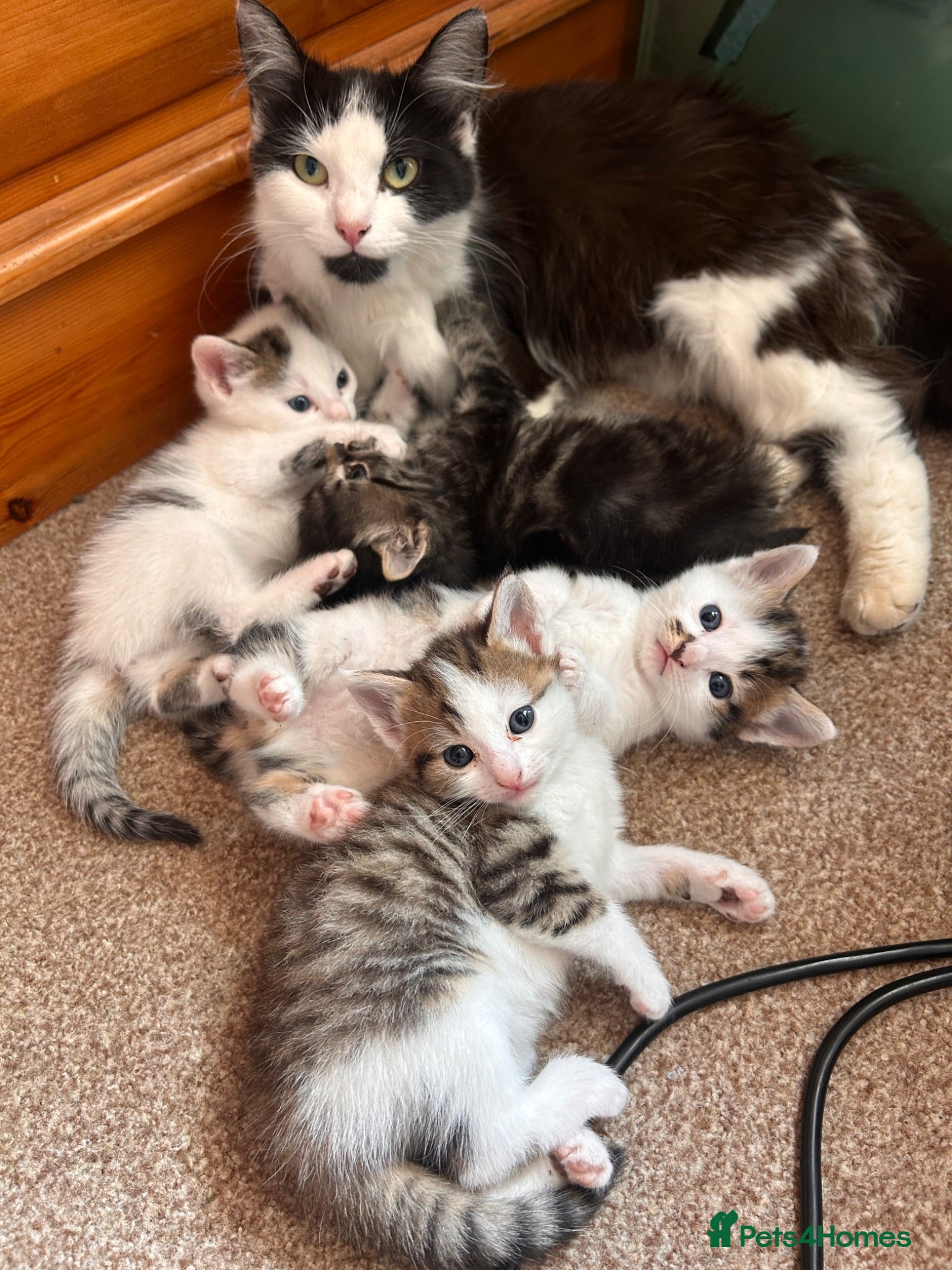 Mixed Breed cats Beautiful family friendly kittens - Advert 1