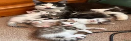 Mixed Breed cats for sale: Beautiful family friendly kittens - Advert 1