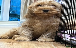 Cockapoo dogs for sale: Healthy Cockapoos boys fully vaccinated  - Image 1