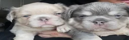 French Bulldog dogs for sale: Fluffy French Bulldog Puppies  - Advert 21