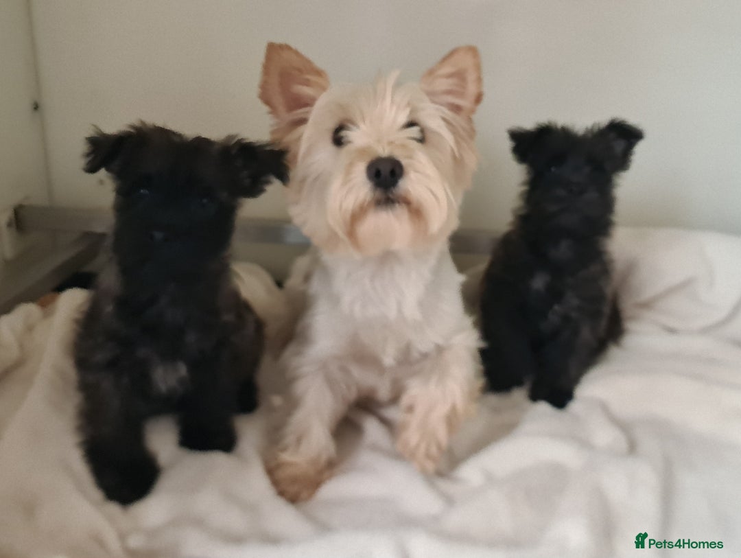 Cairn Terrier dogs for sale: KC Reg, Health tested, 5* licence. Cairns - Image 7