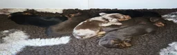 Miniature Dachshund dogs for sale: Stunning KC Registered Longhaired Mini Dachshunds - Advert 10