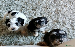 Cockapoo dogs for sale: COCKAPOOS F1b ready to go - Image 2