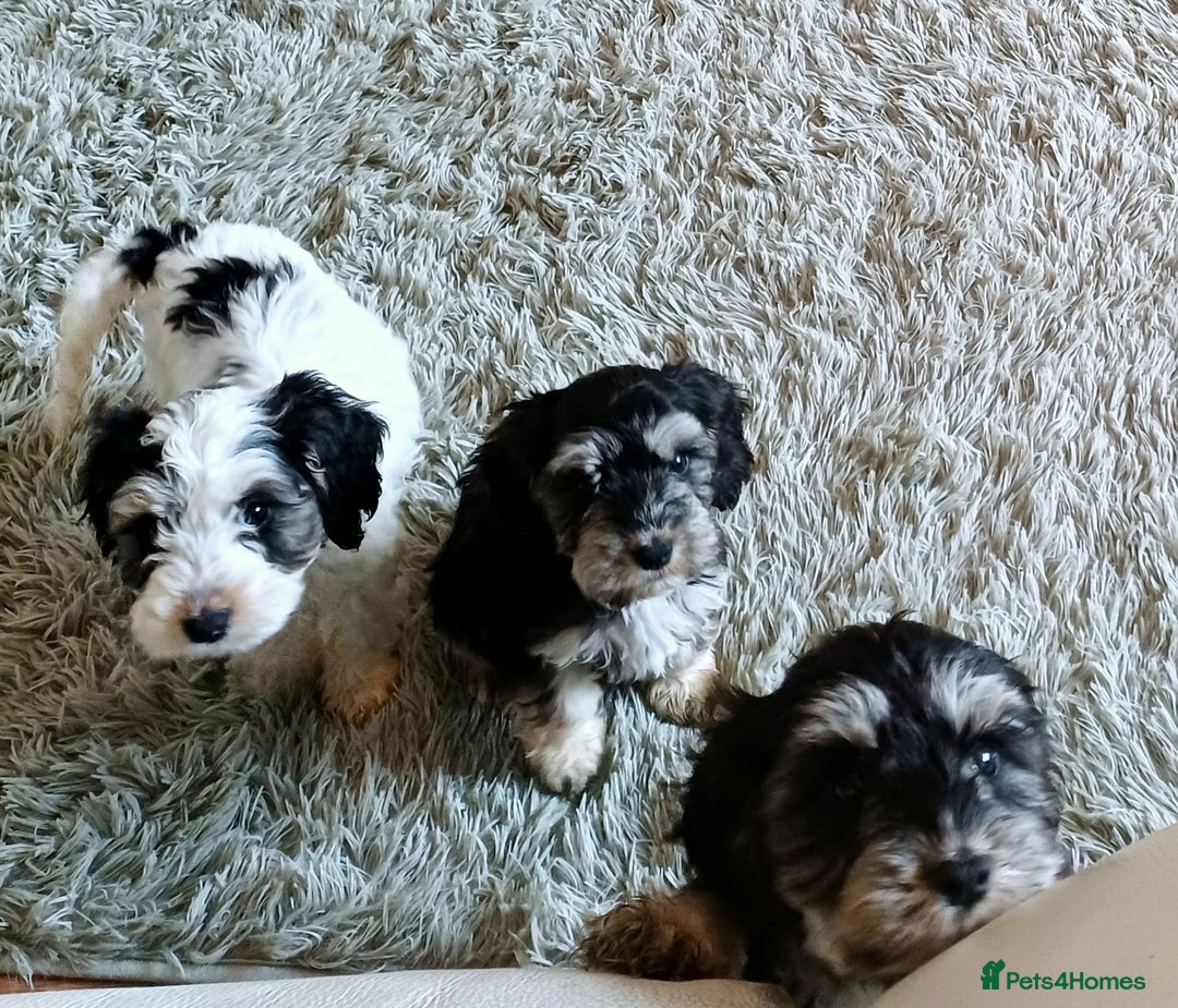 Cockapoo dogs for sale: COCKAPOOS F1b ready to go - Image 2