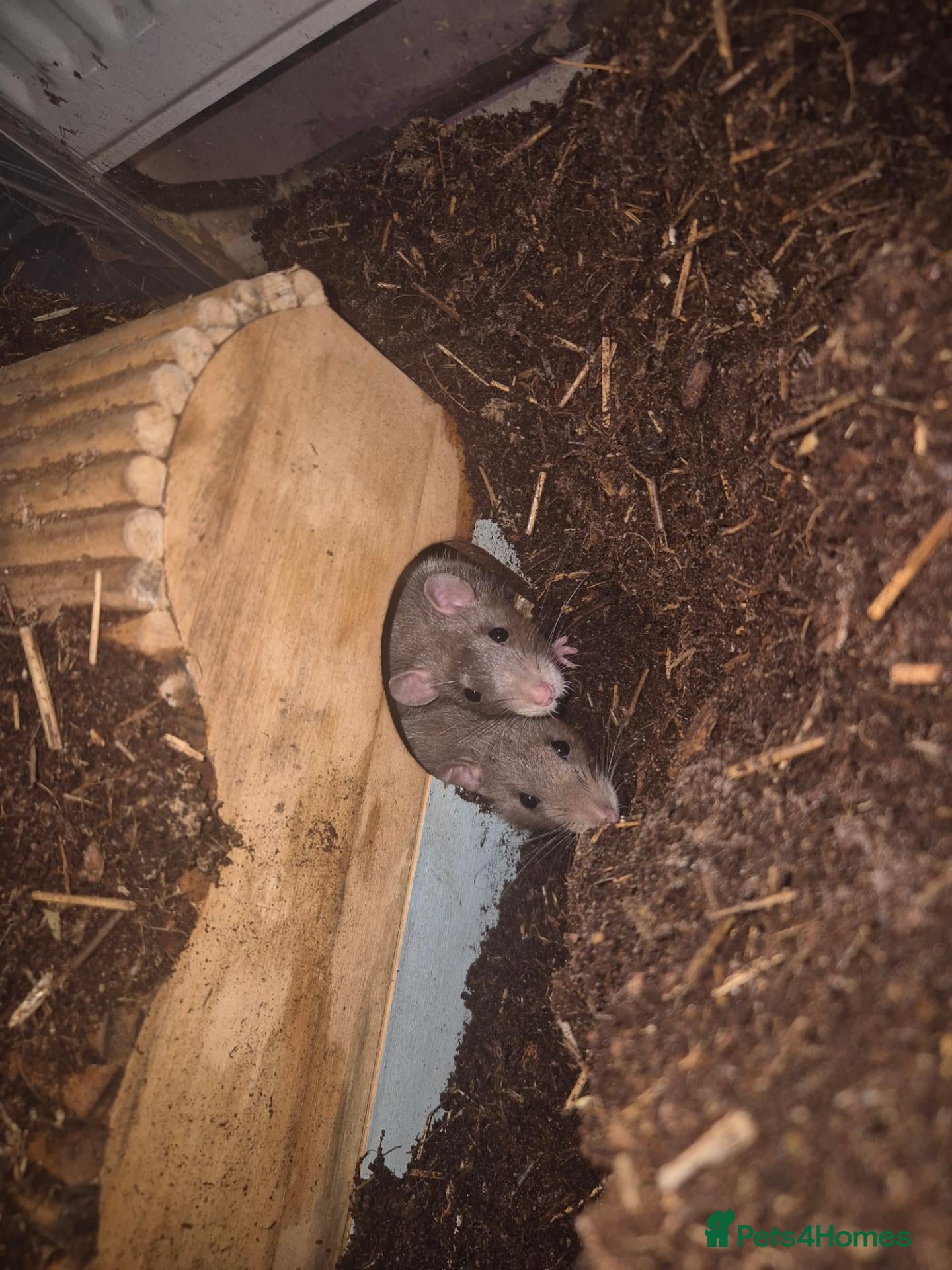 Rat rodents 2 female rats for sale - Advert 2