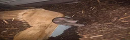 Rat rodents for sale: 2 female rats for sale - Advert 1