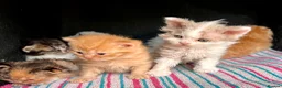 Selkirk Rex cats for sale: Beautiful Selkirk rex kitten  - Advert 4