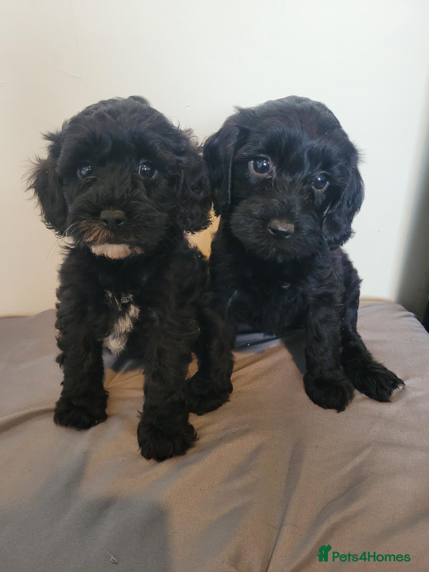 Mixed Breed dogs Cockapoo x pochon pups - Advert 21