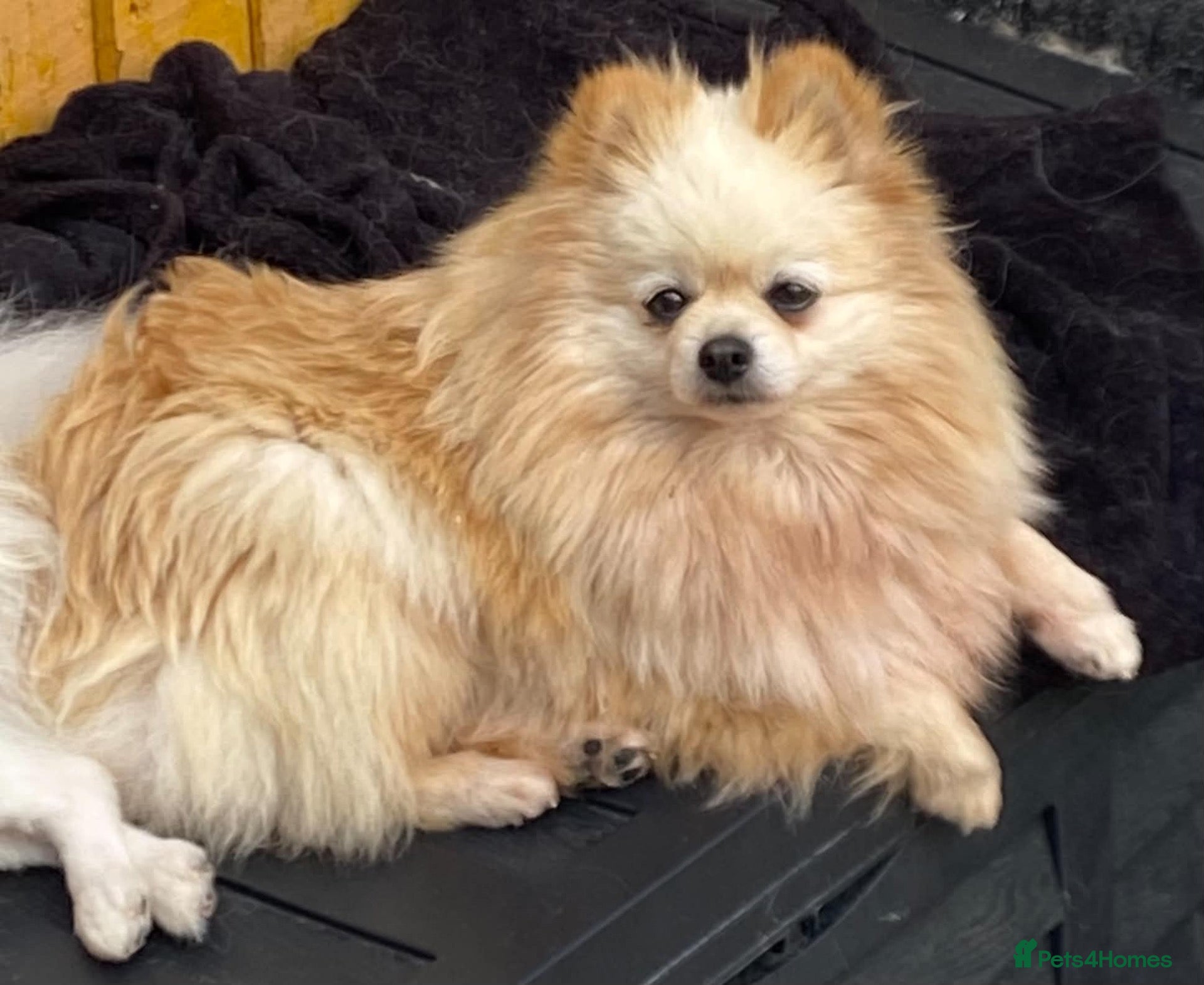 Pomeranian dogs Beautiful creamy girl  - Advert 1