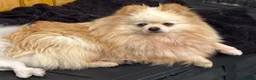 Pomeranian dogs for sale: Beautiful creamy girl  - Advert 1