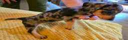 Jackshund dogs for sale: Miniature Jackshund puppies 🐶  - Advert 27