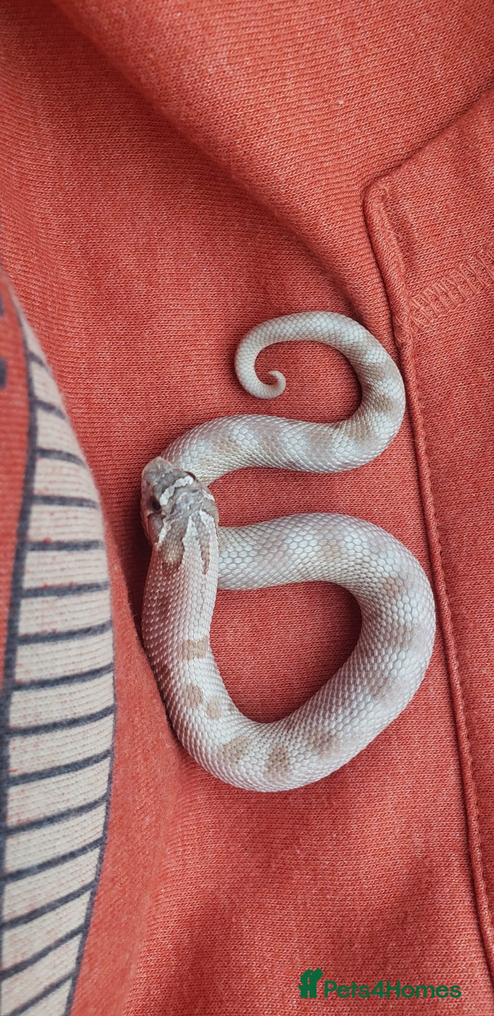 Snake reptiles Baby Western hognoses CB 25 & 26 ready to go  - Advert 2