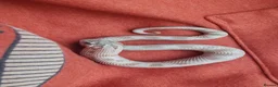 Snake reptiles for sale: Baby Western hognoses CB 25 & 26 ready to go  - Advert 4
