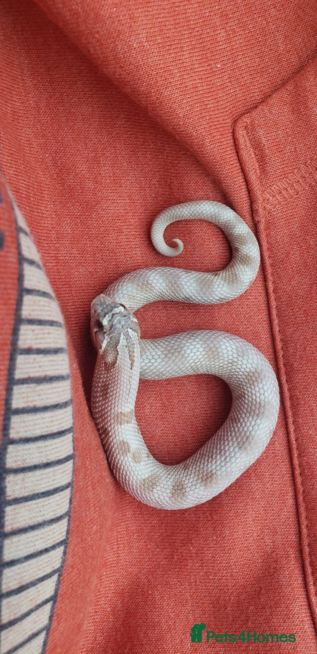 Snake reptiles for sale: Baby Western hognoses CB 25 & 26 ready to go  - Advert 11