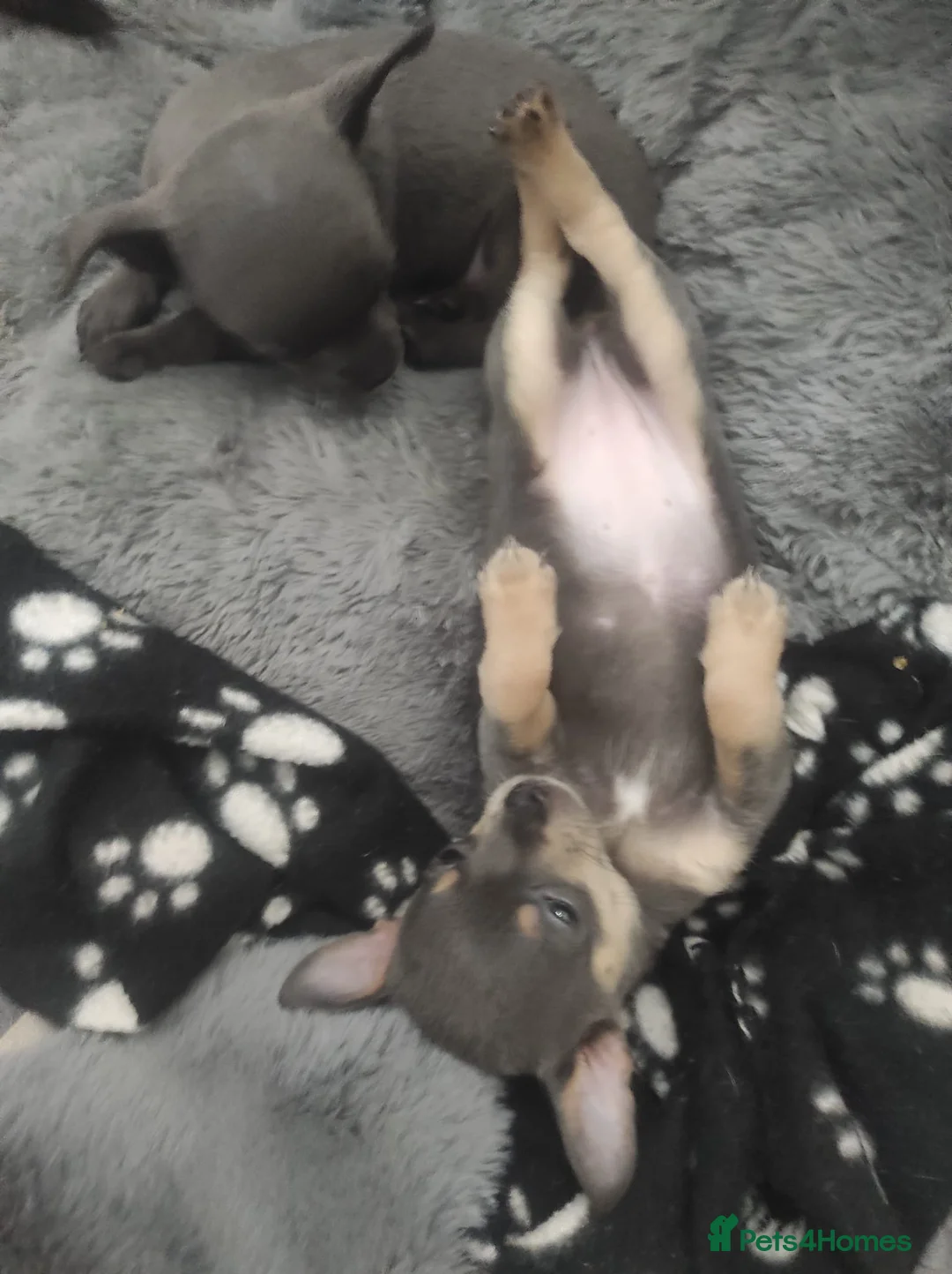 Chihuahua dogs for stud: Chihuahua stud (Romeo) in Sherborne - Advert 15