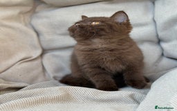 British Shorthair cats for sale: Ready British Shorthair Chunky Kittens - Image 17