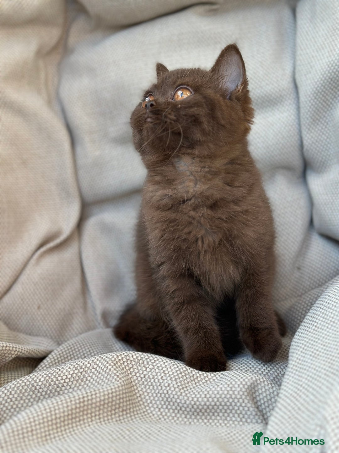 British Shorthair cats for sale: Ready British Shorthair Chunky Kittens - Image 17