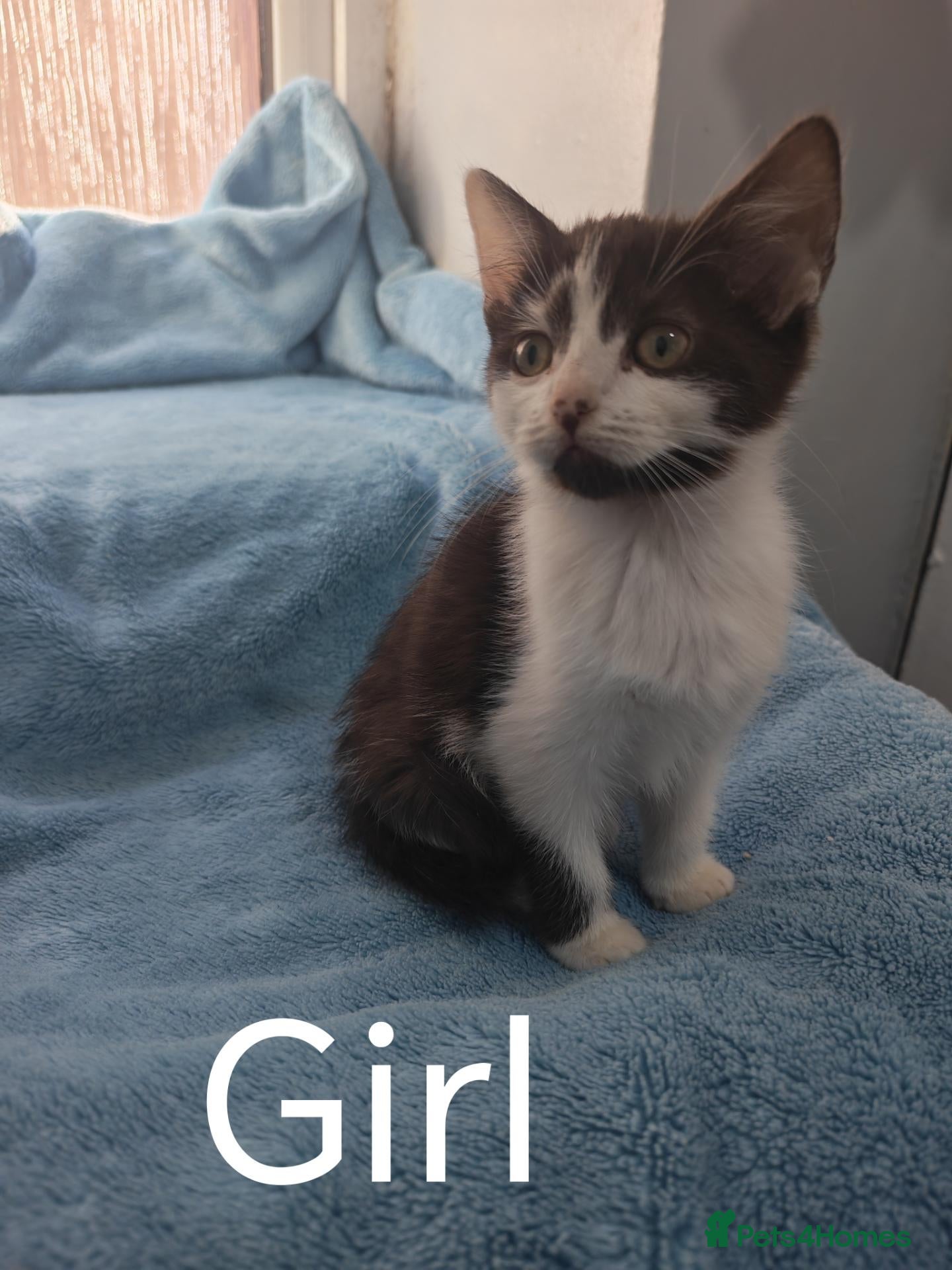 Mixed Breed cats for sale: Beautiful kittens VIDEOS - Advert 5