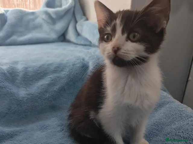 Mixed Breed cats for sale: Beautiful kittens VIDEOS - Advert 4