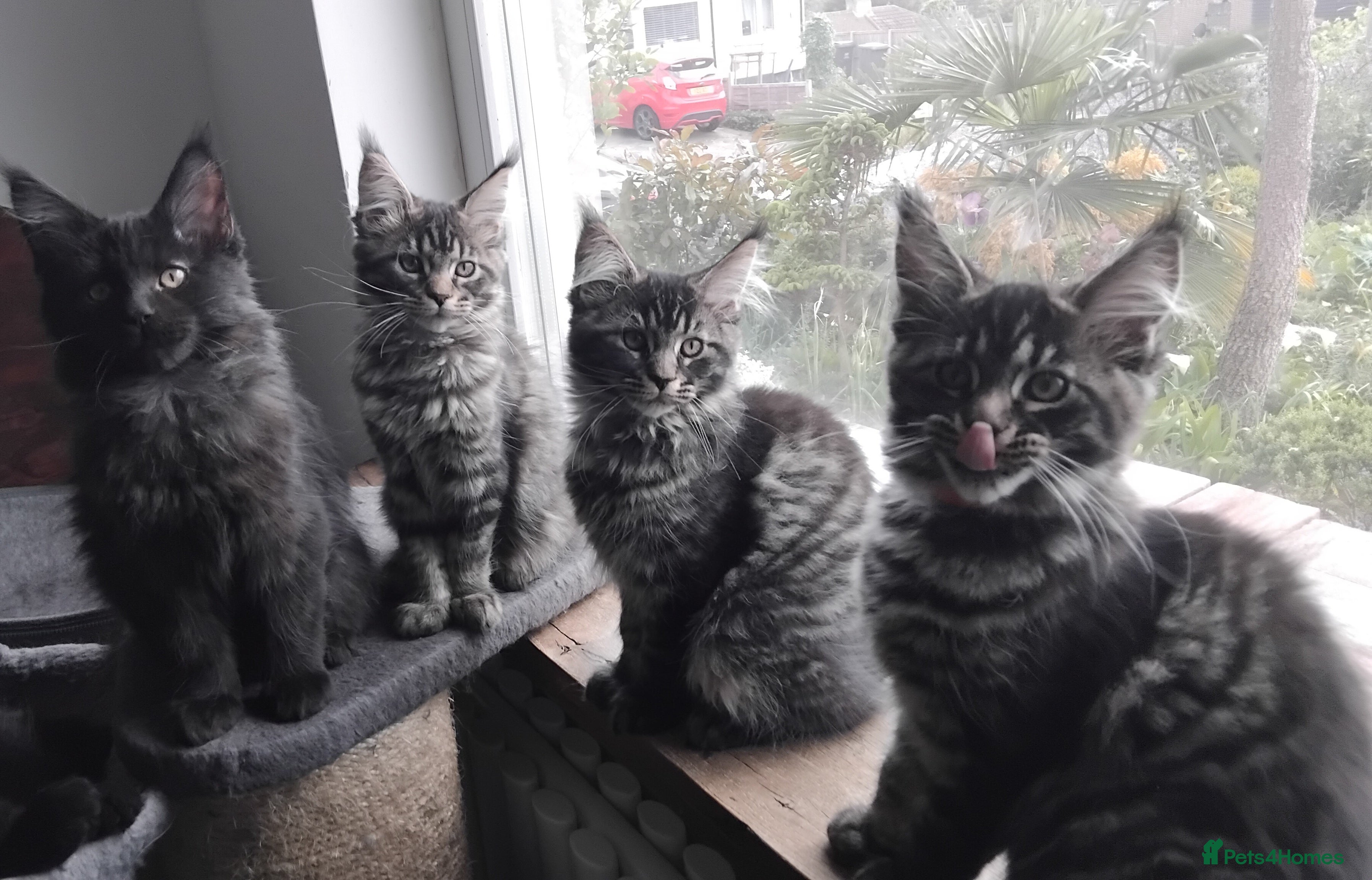 Maine Coon cats Maine coons kittens black grey tabbys.  - Advert 17