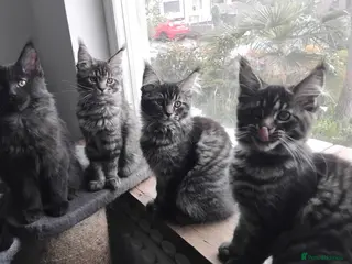 Maine Coon cats Maine coons kittens black grey tabbys. - Advert 17