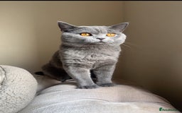 British Shorthair cats for sale: Chunky BSH male - Image 4