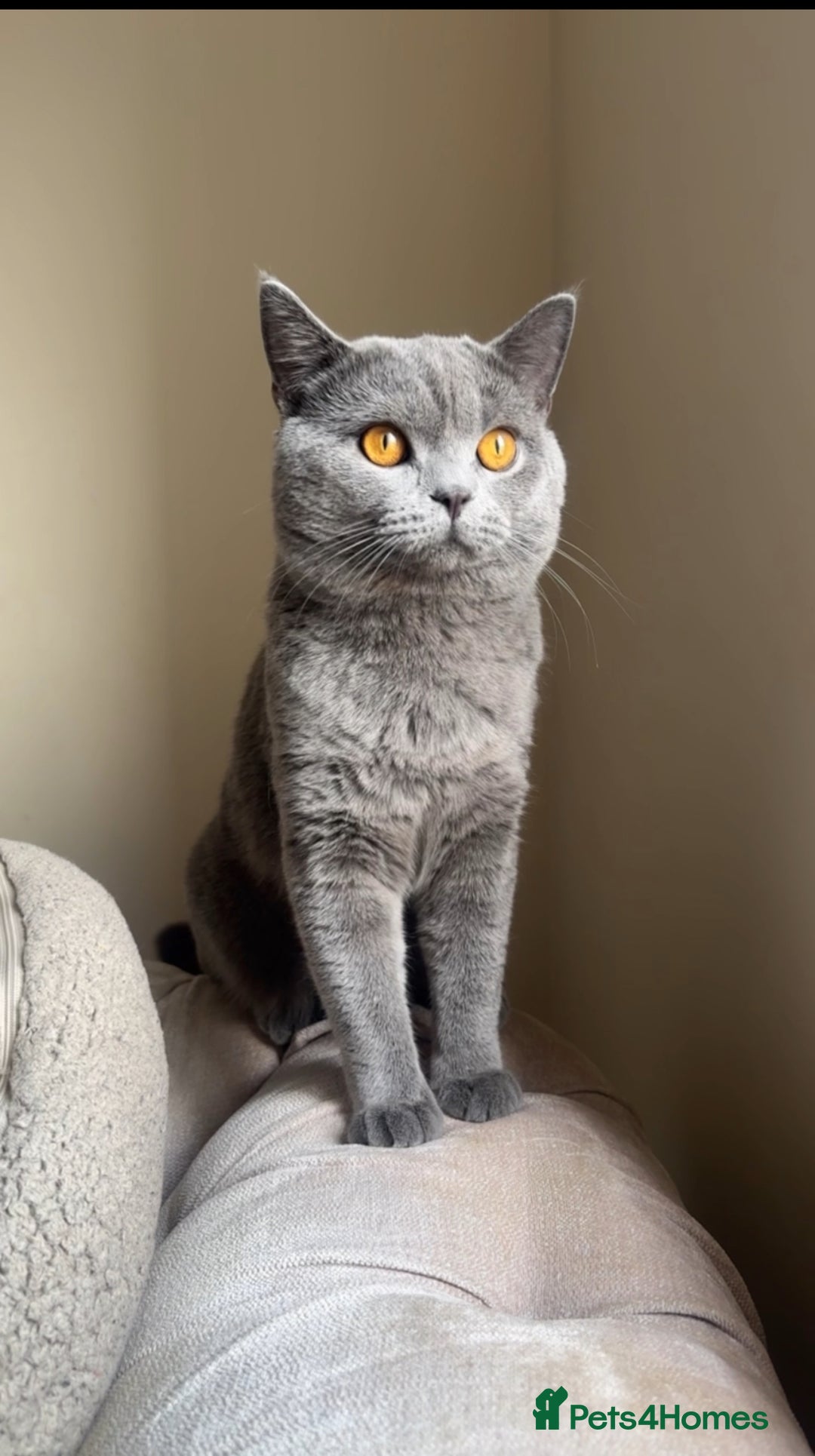 British Shorthair cats for sale: Chunky BSH male - Image 4