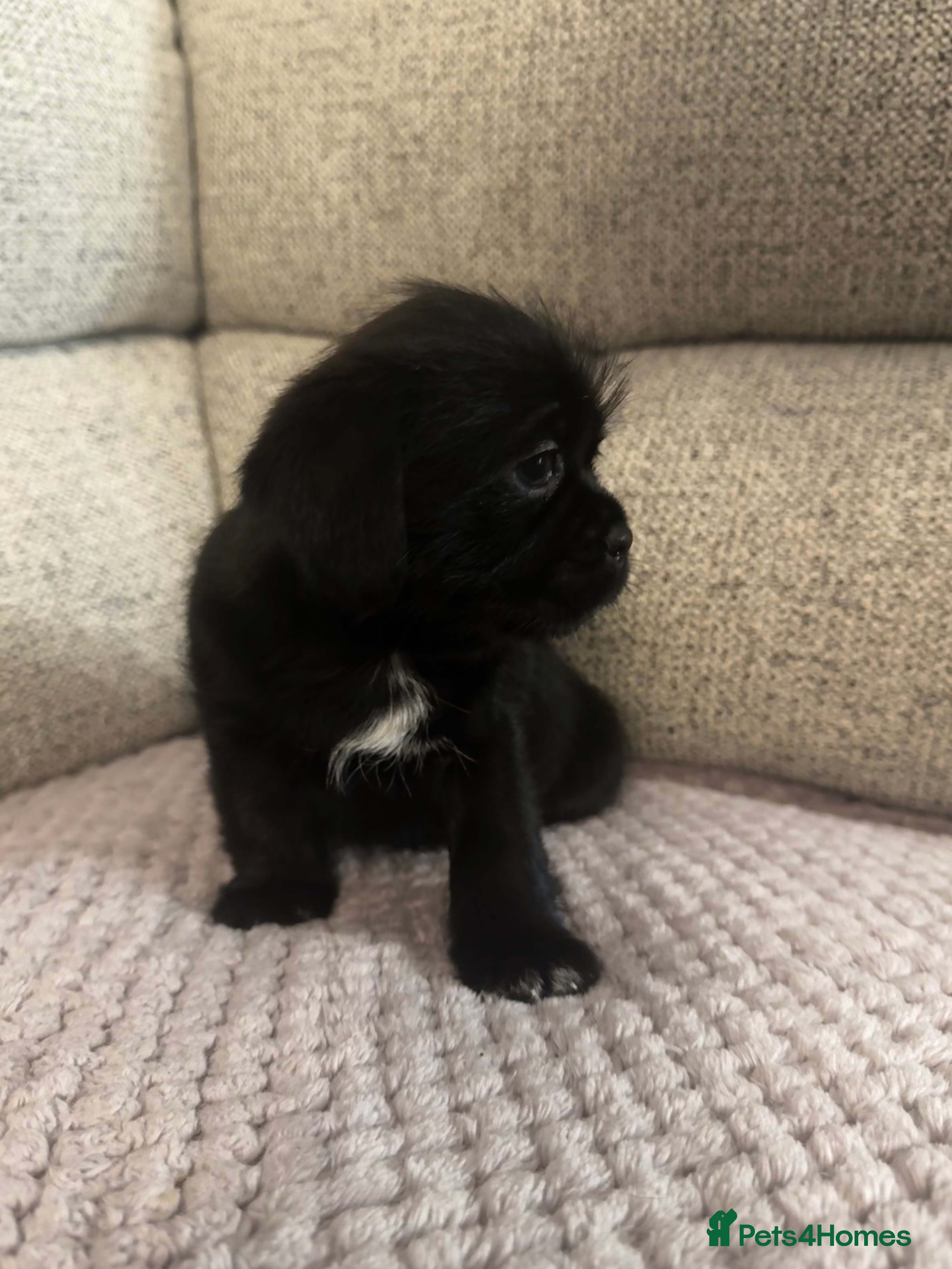Mixed Breed dogs Shih Tzu cross patterdale pups - Advert 5