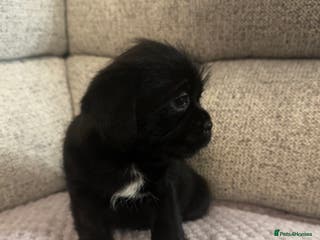 Mixed Breed dogs Shih Tzu cross patterdale pups - Advert 5