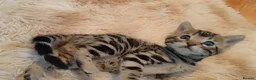 Bengal cats for sale: Beautiful Bengal kittens  - Advert 24