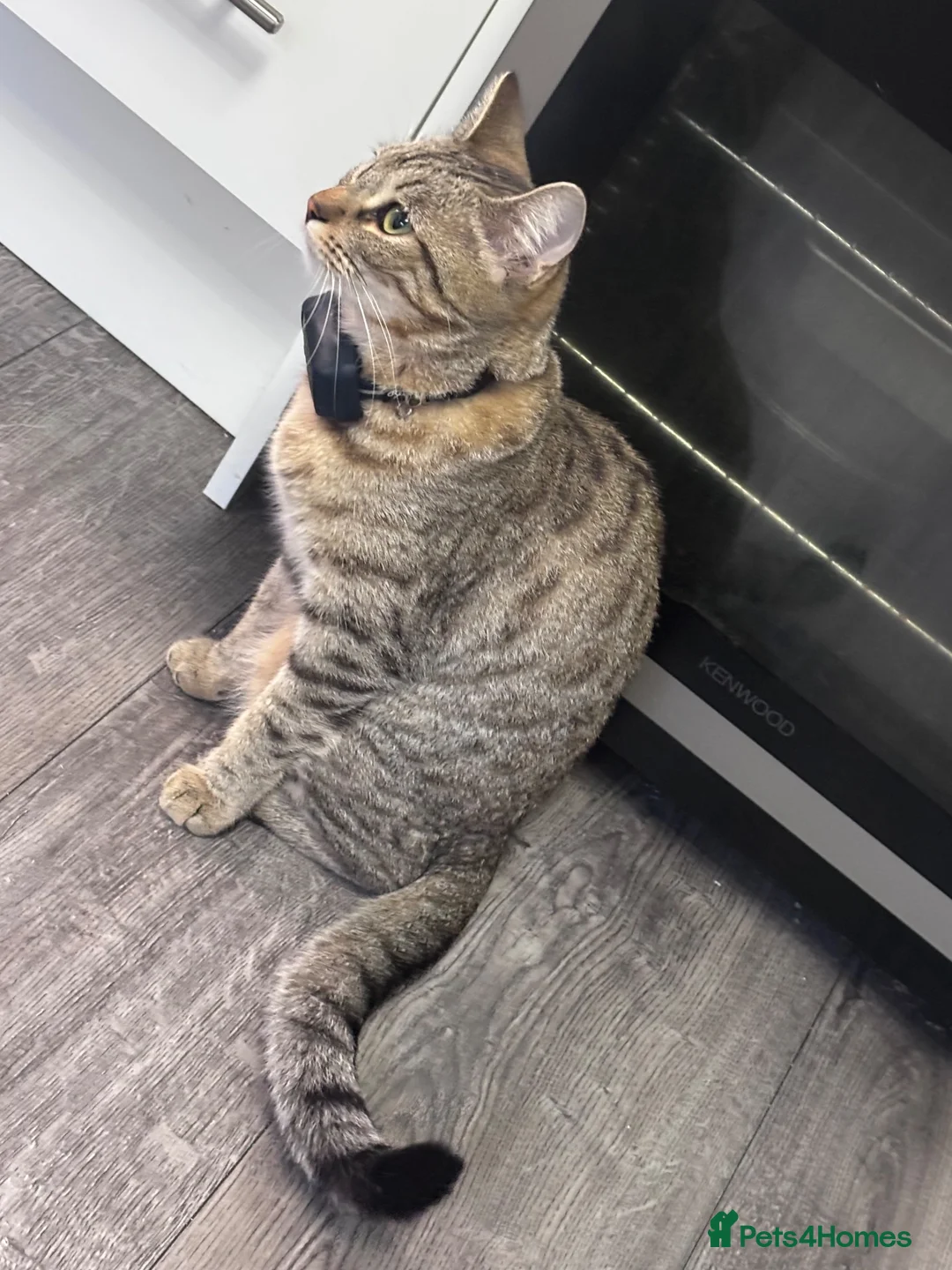 Bengal cats for sale: 1 year old bengal in Birmingham - Advert 4