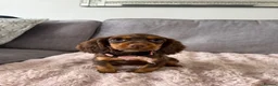 Cocker Spaniel dogs for sale: BEAUTIFUL CHOC AND TAN COCKER PUPS READY NOW!  - Advert 20