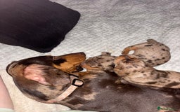 Miniature Dachshund dogs for sale: Miniature dachshund puppies  - Image 4
