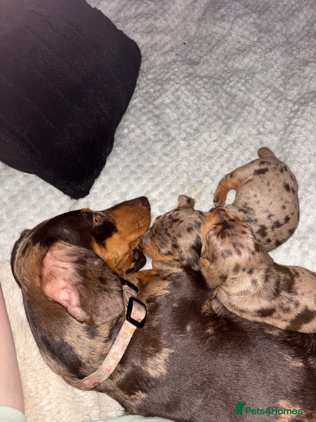 Miniature Dachshund dogs for sale: Miniature dachshund puppies  - Image 4