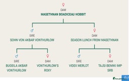 German Shepherd dogs for sale: German Shepherd puppies for sale  - Image 12