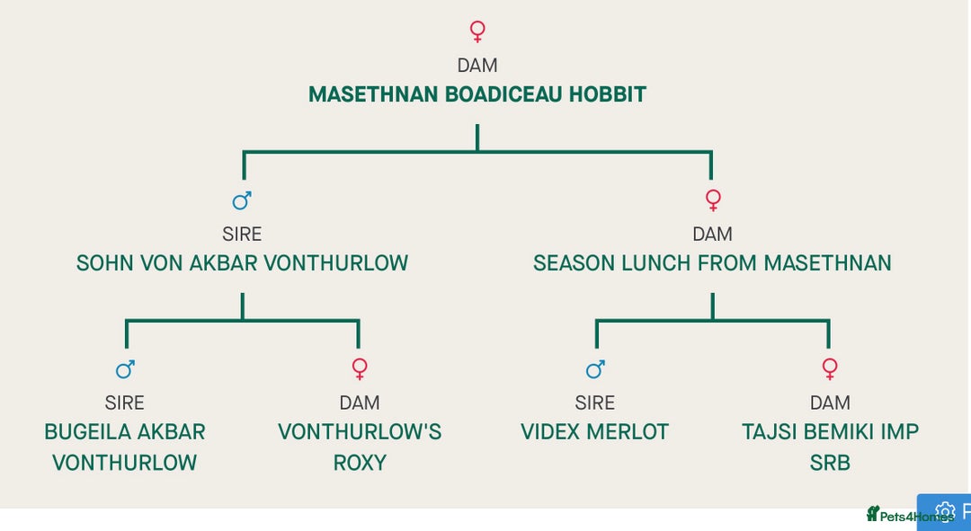 German Shepherd dogs for sale: German Shepherd puppies for sale  - Image 12