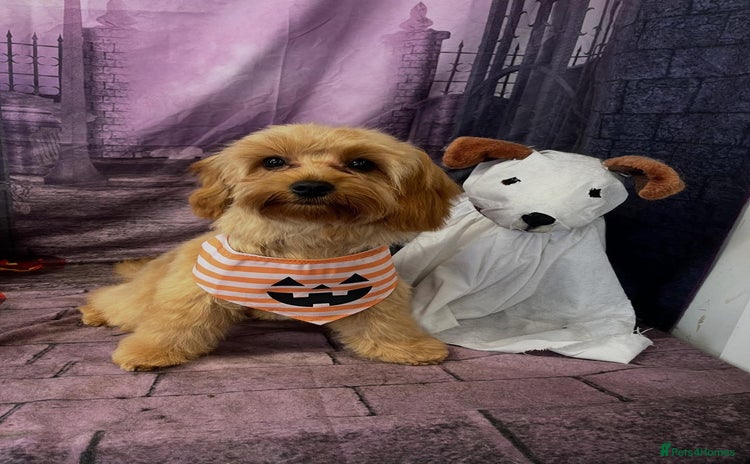 Cavapoo dogs - Advert 1