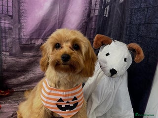 Cavapoo dogs for sale - Advert 1