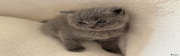 Ragdoll cats for sale: Scottish fold/ Ragdoll - Advert 3