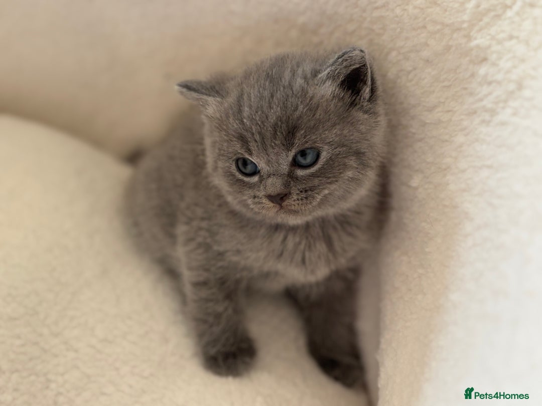 Ragdoll cats for sale: Scottish fold/ Ragdoll - Advert 3