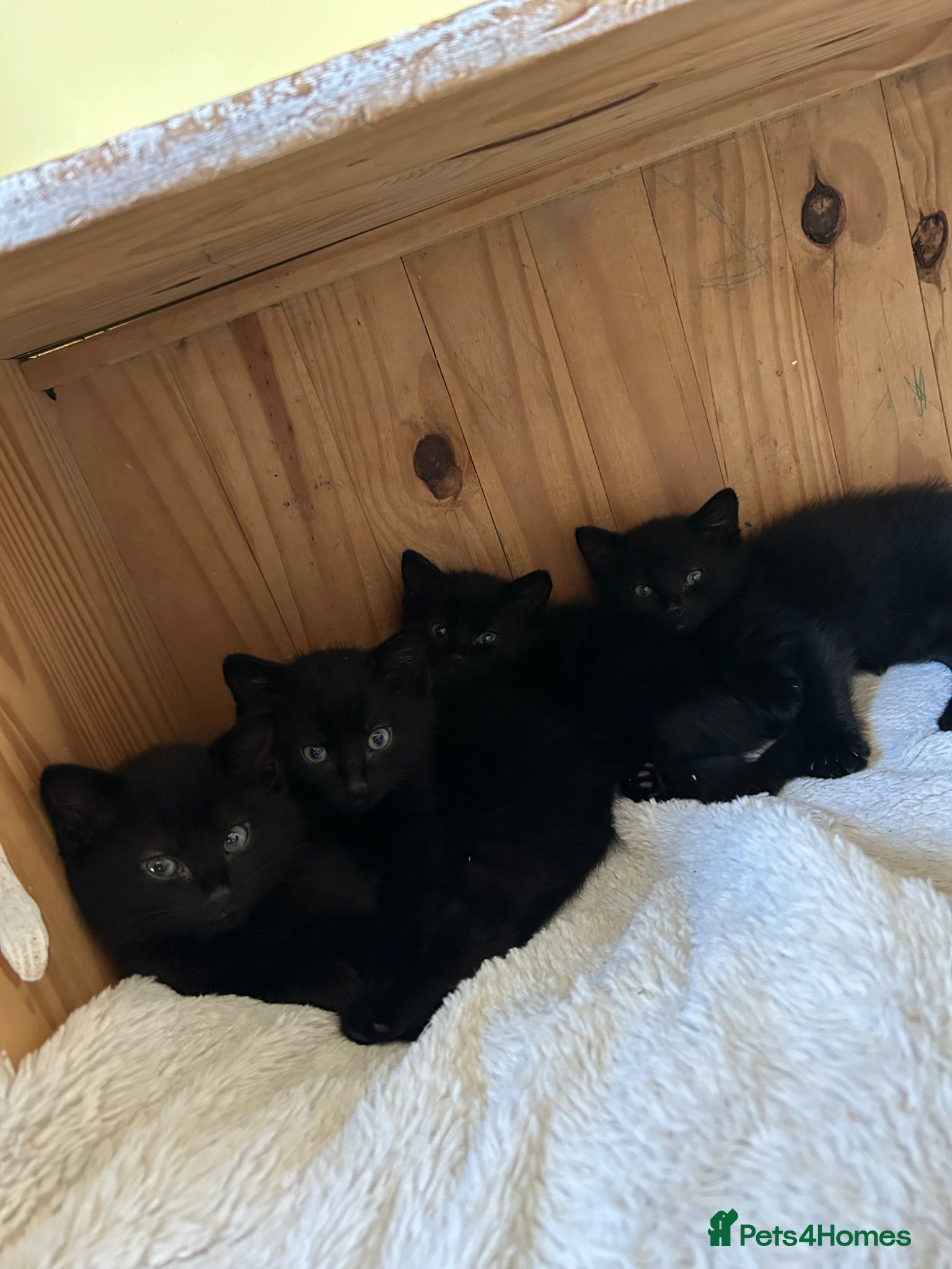 Mixed Breed cats Ready to go ❤️  - Advert 1