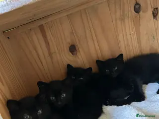 Mixed Breed cats Ready to go ❤️ - Advert 3