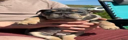English Bulldog dogs for sale: KC English bulldog puppies  - Advert 6