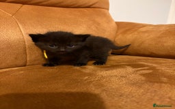 Siberian cats for sale: Half Siberian kittens - Image 4