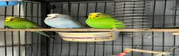 Cockatiels birds for sale: 3 budgies and 2 cockatiels in Kidlington - Advert 14